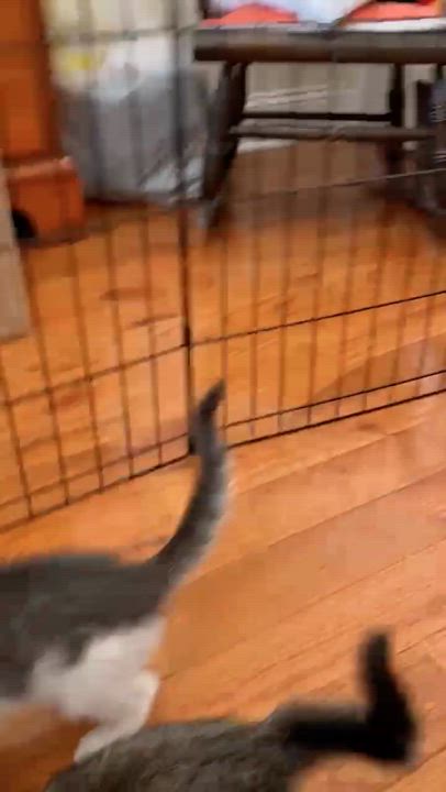 Enlarge Timpani, a Adopted Domestic Short Hair in Jersey City, NJ video 2/6