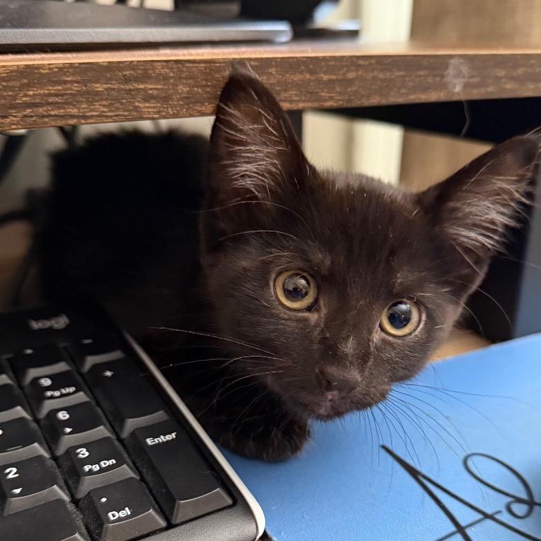 Sunset, a Adoptable Domestic Short Hair in Brooklyn, NY image 2/5