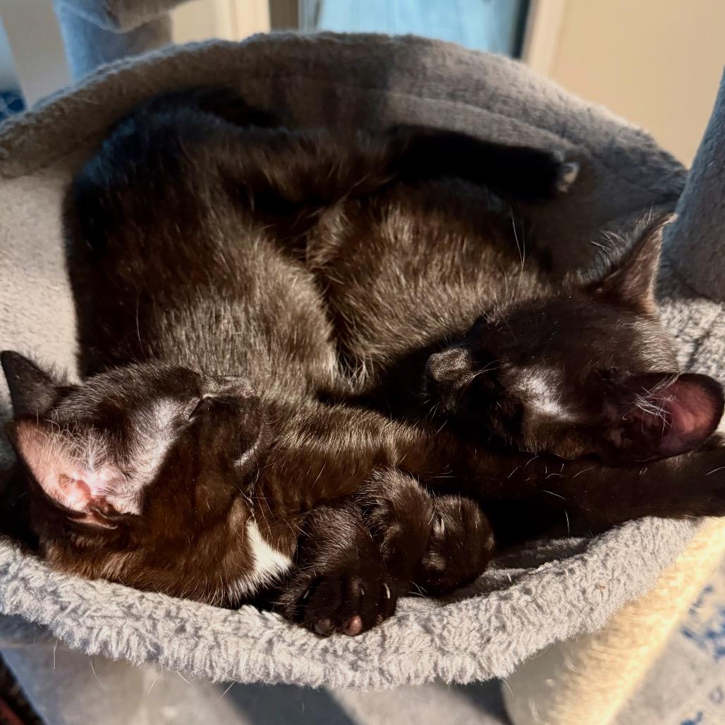 Enlarge Sunset, a Adoptable Domestic Short Hair in Brooklyn, NY image 2/5