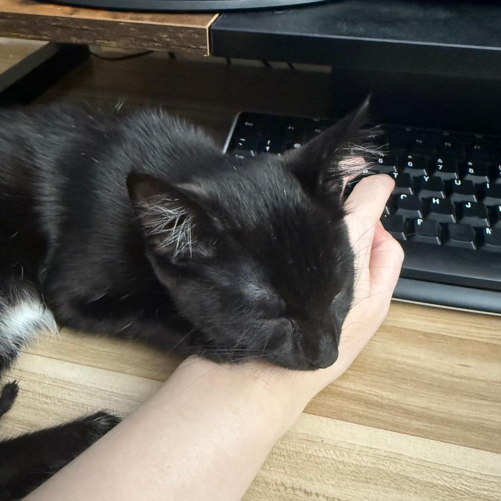 Enlarge Sunset, a Adoptable Domestic Short Hair in Brooklyn, NY image 3/5