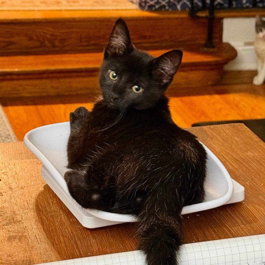 Sunset, Adoptable, Young Female Domestic Short Hair.