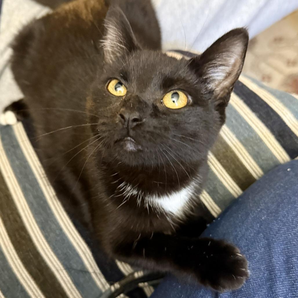 Enlarge Sunset, a Adoptable Domestic Short Hair in Brooklyn, NY image 3/5