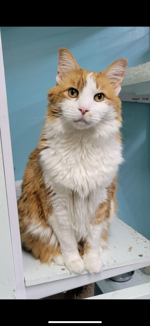 Gus Gus , an adopted Domestic Medium Hair Mix in Fairbanks, AK_image-1