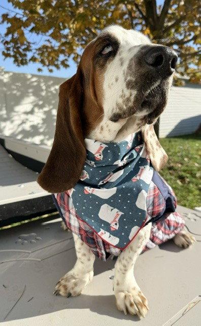 Enlarge MOMENT, a Adoptable Basset Hound in Mays Landing, NJ image 1/3