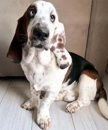 Enlarge MOMENT, a Adoptable Basset Hound in Mays Landing, NJ image 2/3
