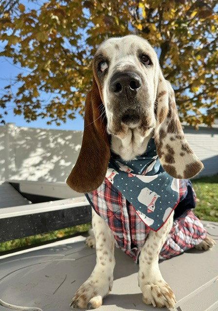 Enlarge MOMENT, a Adoptable Basset Hound in Mays Landing, NJ image 3/3