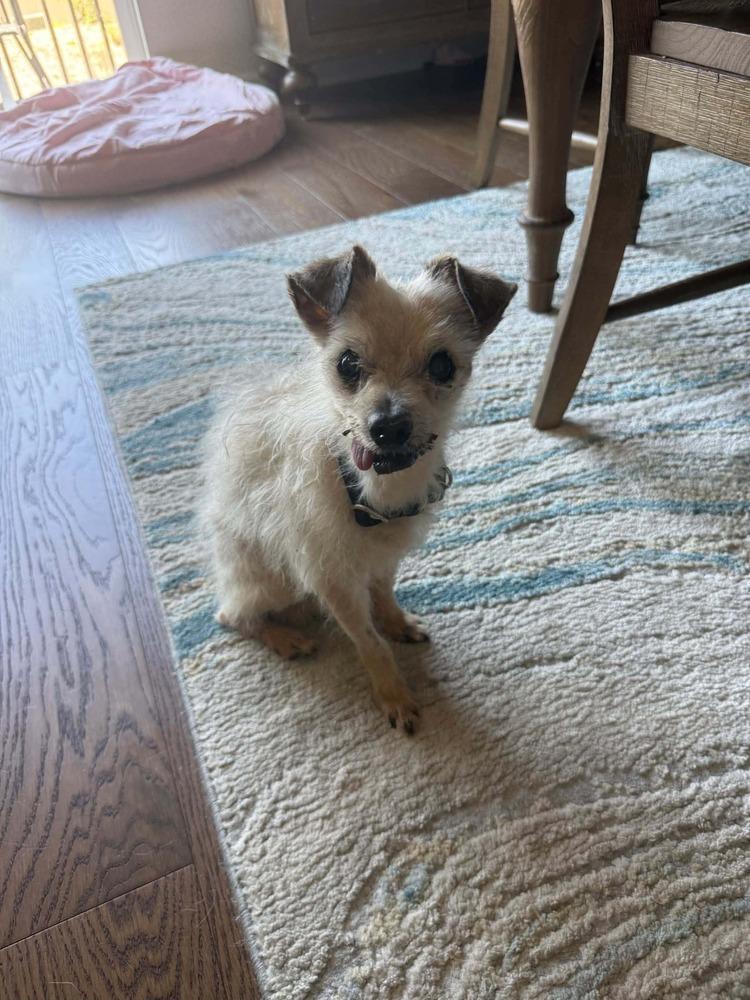 Pizza Roll, a Adoptable mixed breed in Wayne, NJ image 1/2