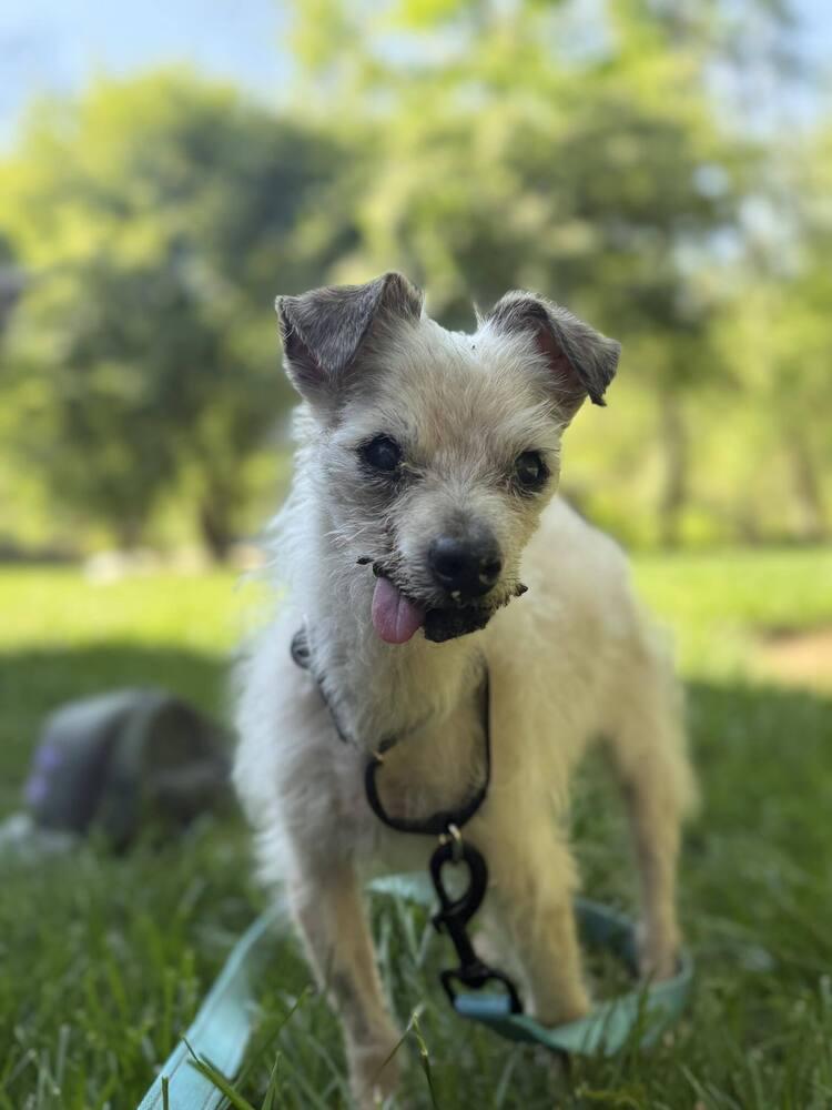 Pizza Roll, a Adoptable mixed breed in Wayne, NJ image 2/2