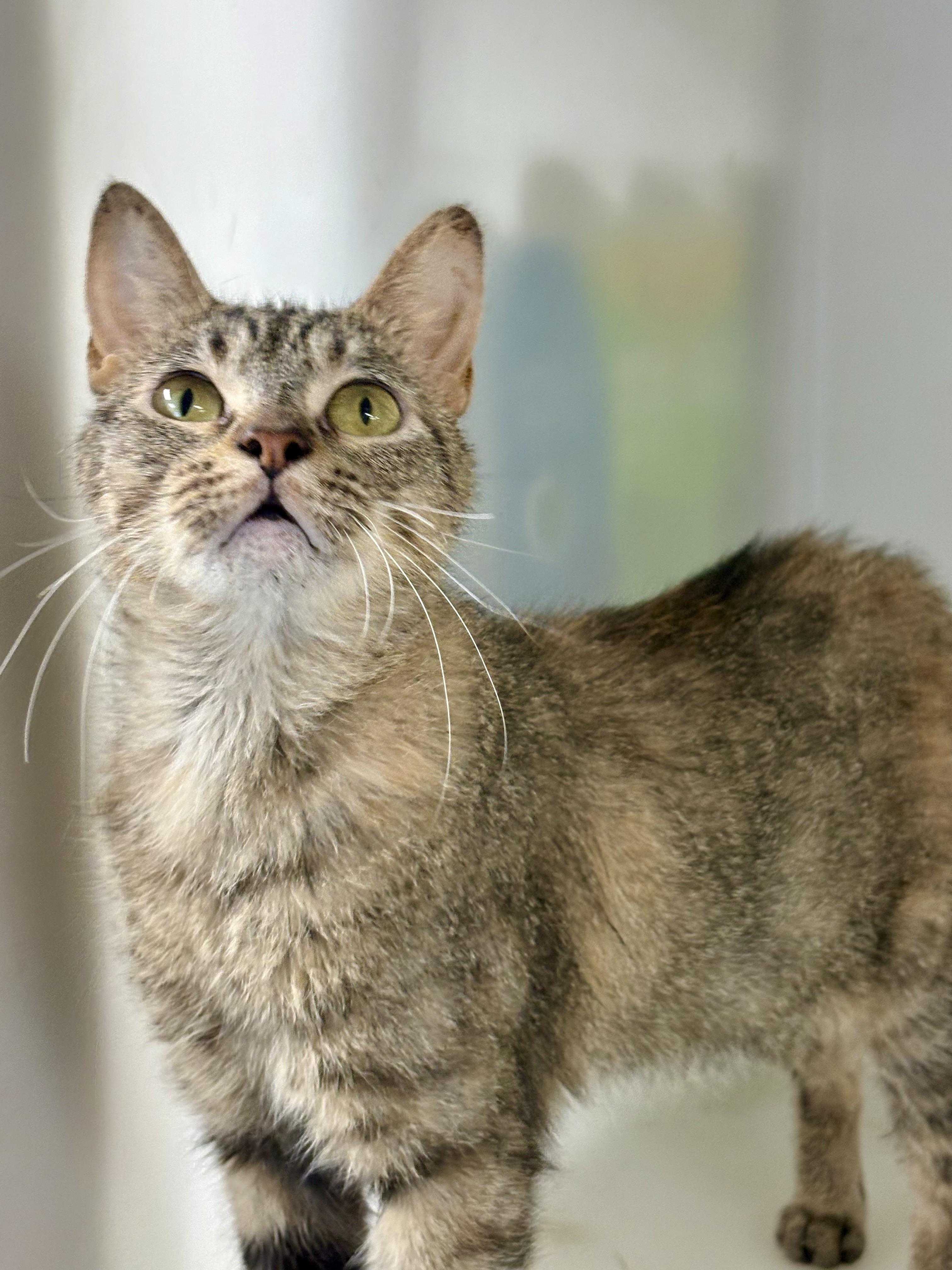 Enlarge Sparkler, a ADOPTABLE mixed breed in Charles City, IA image 2/5