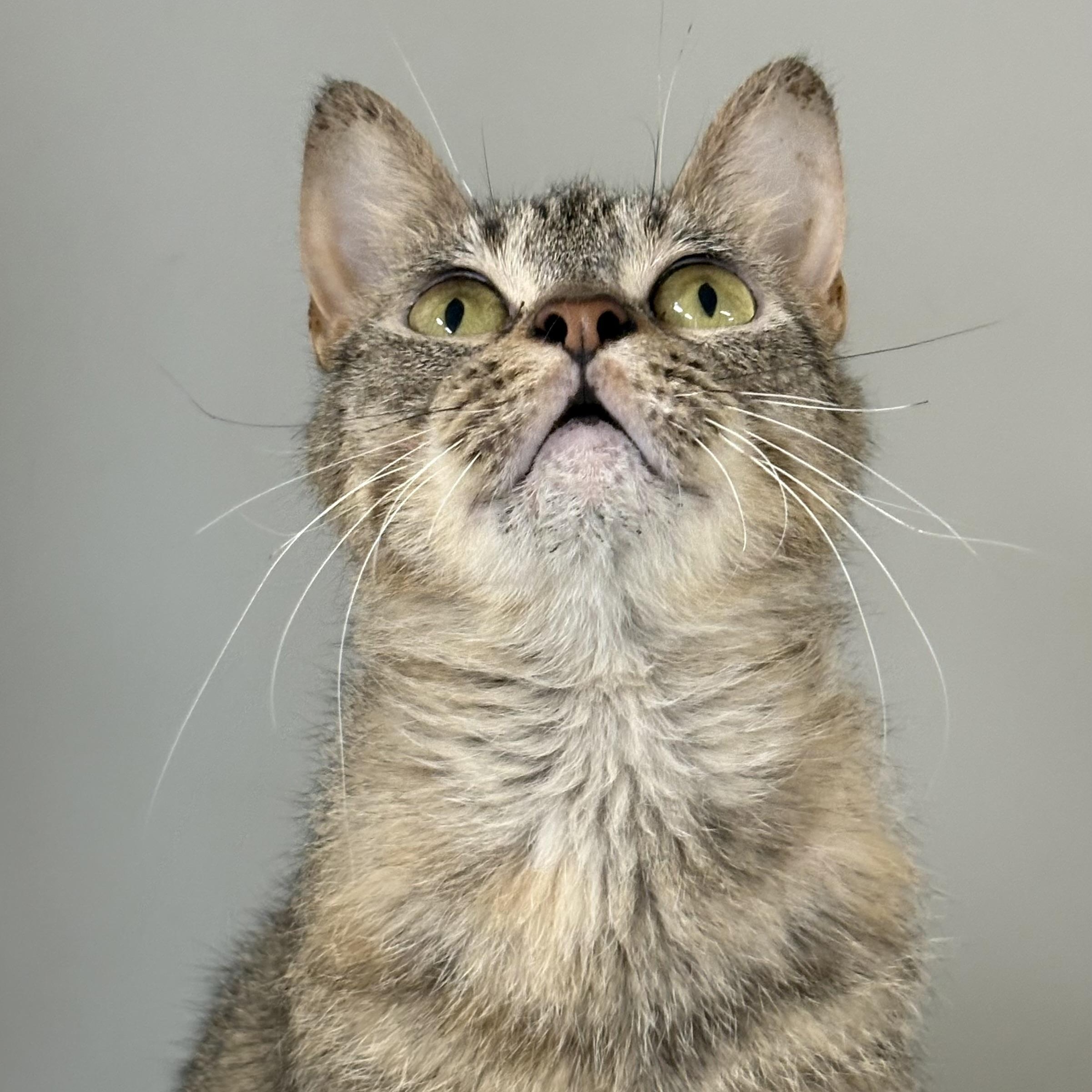 Sparkler, ADOPTABLE, Adult Female Domestic Short Hair & Tabby.
