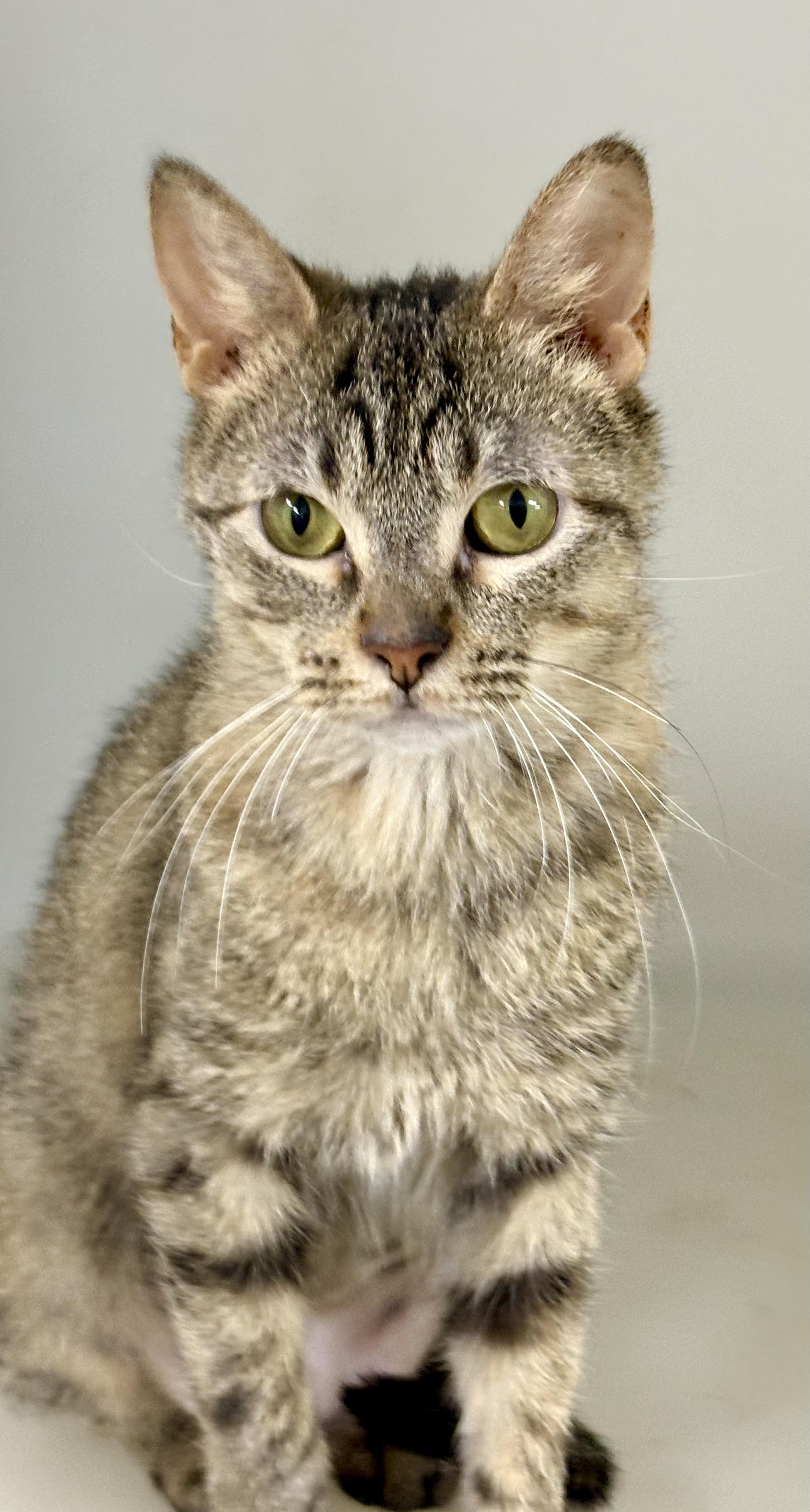 Enlarge Sparkler, a ADOPTABLE mixed breed in Charles City, IA image 5/5