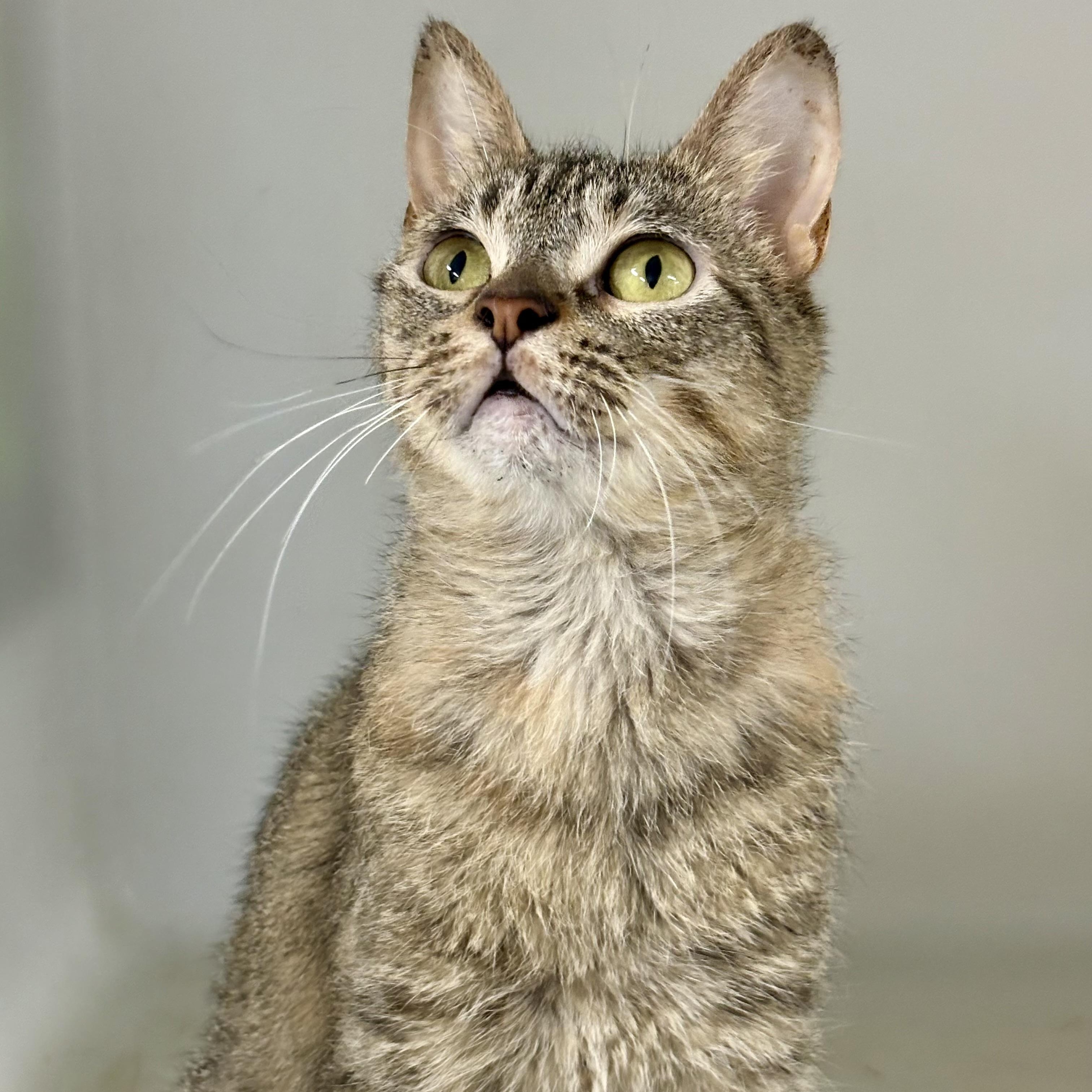 Enlarge Sparkler, a ADOPTABLE mixed breed in Charles City, IA image 3/5