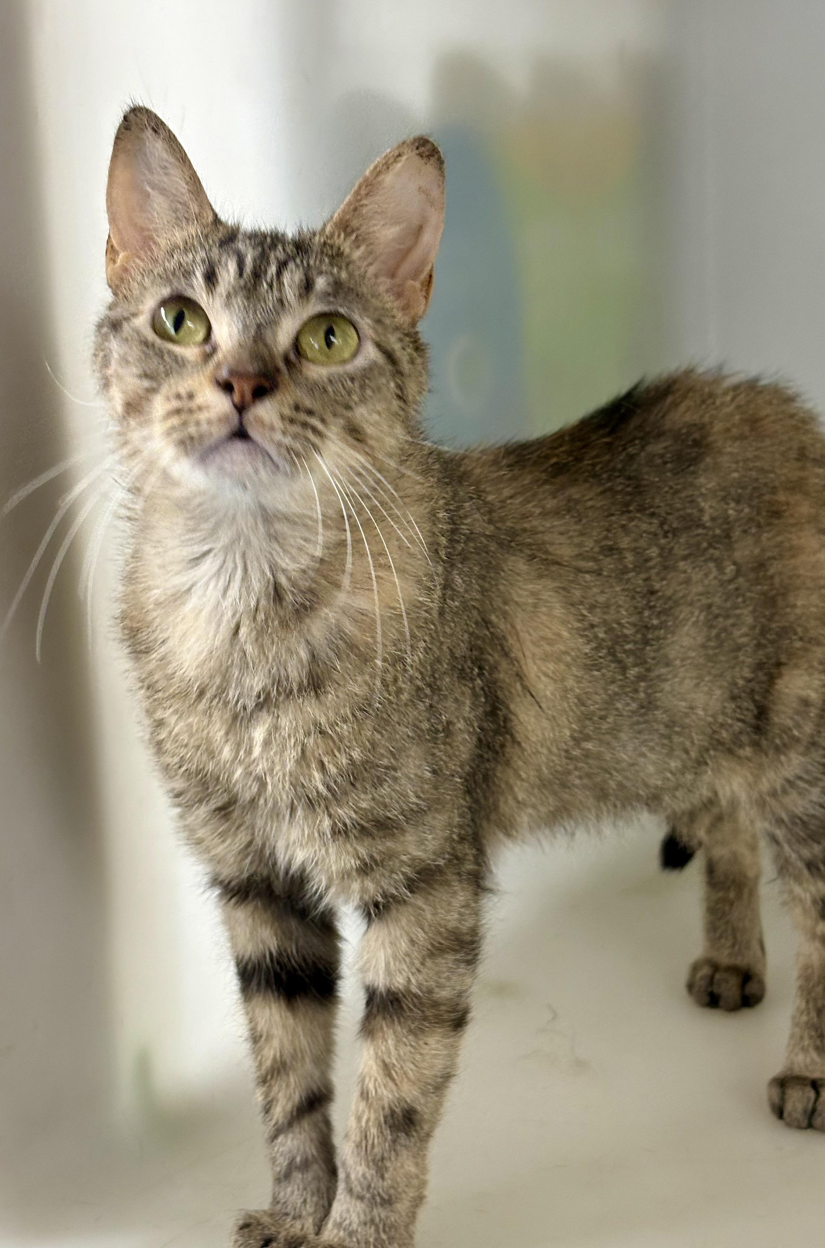 Enlarge Sparkler, a ADOPTABLE mixed breed in Charles City, IA image 4/5