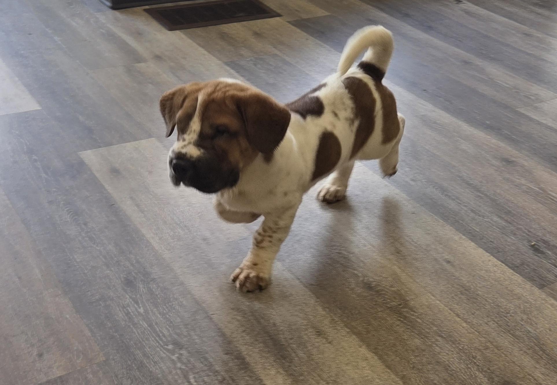 WALTER " WALT", an adopted mixed breed in Woodsfield, OH image 4/5