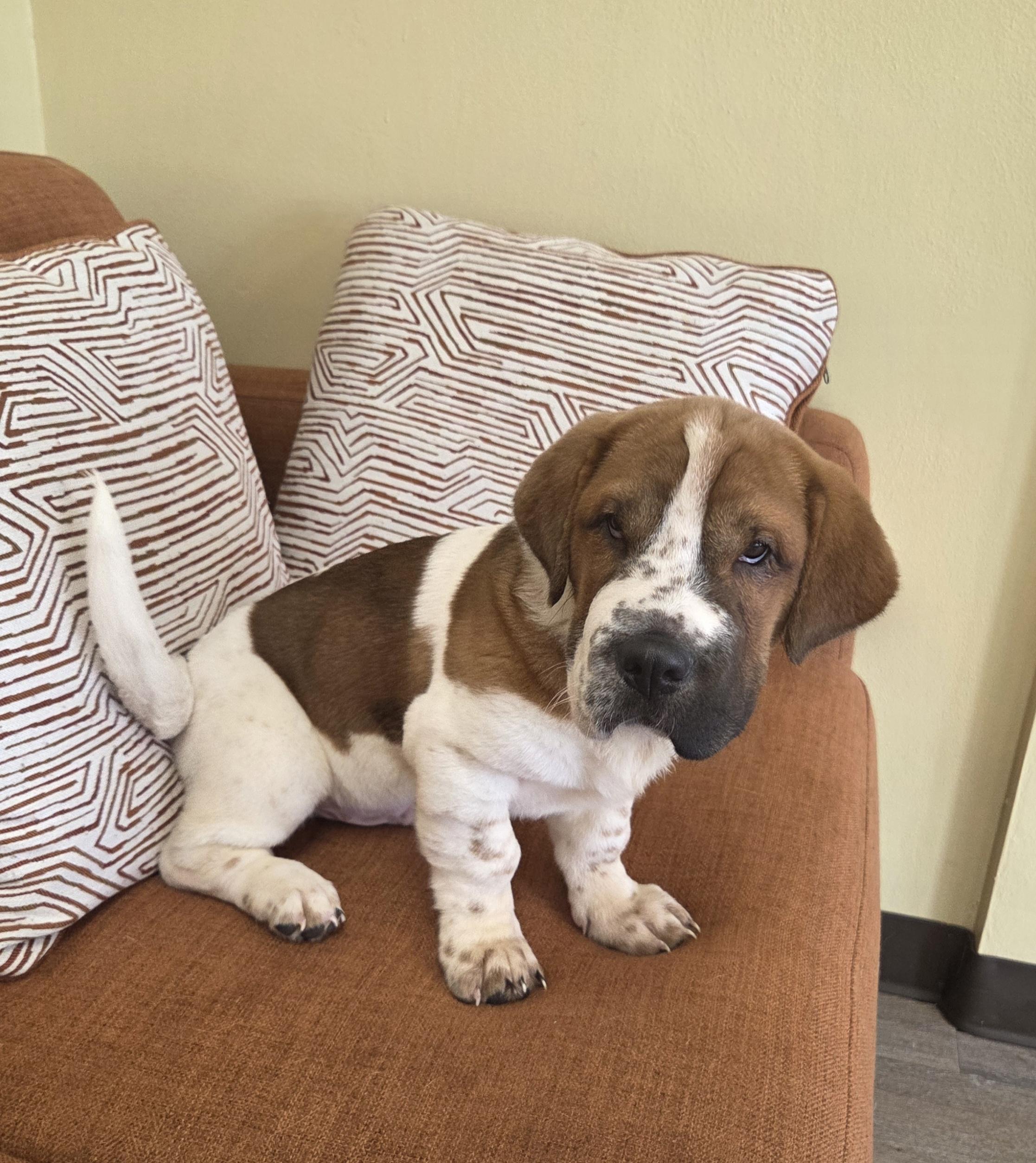 WALTER " WALT", an adopted mixed breed in Woodsfield, OH image 3/5