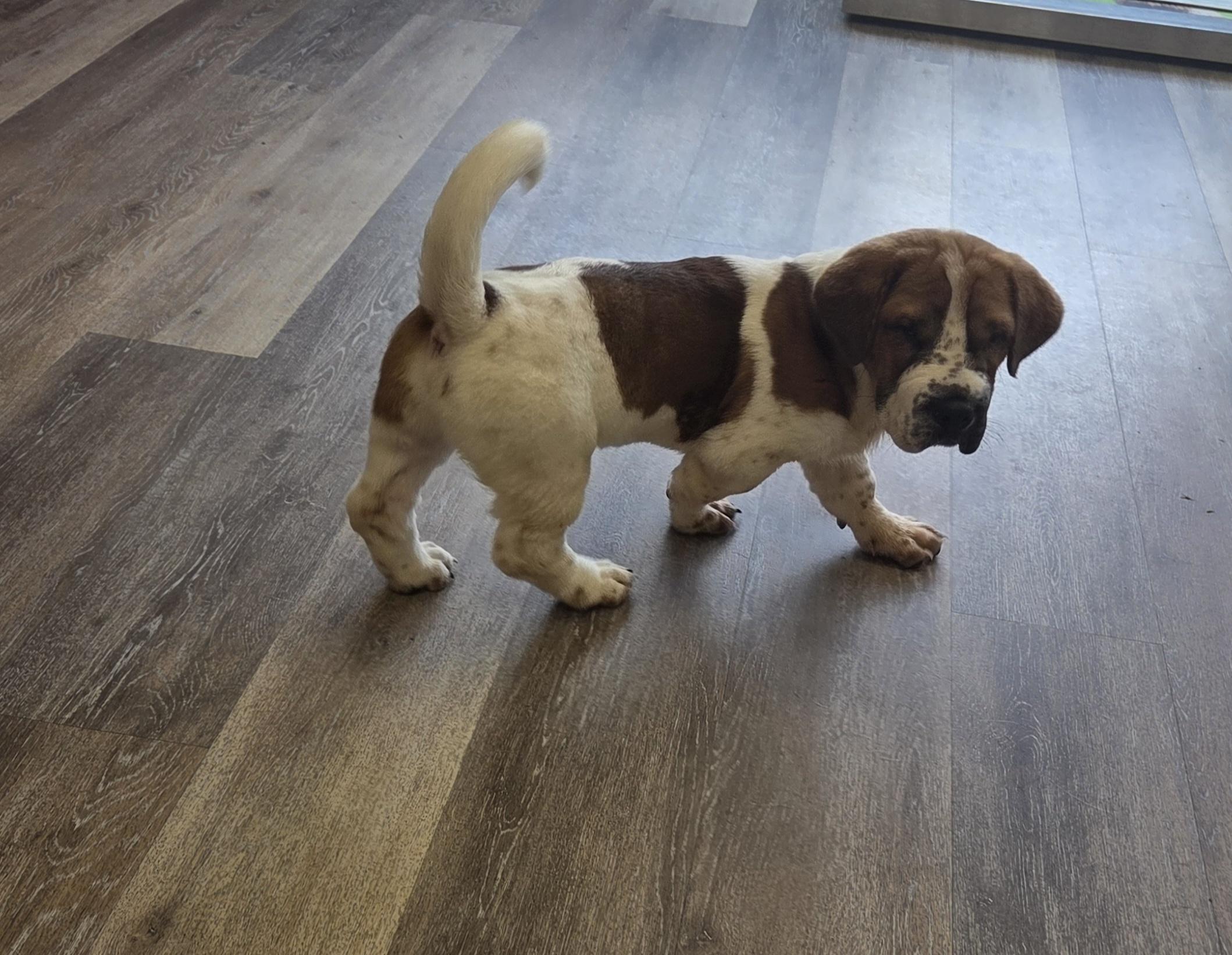 WALTER " WALT", an adopted mixed breed in Woodsfield, OH image 2/5