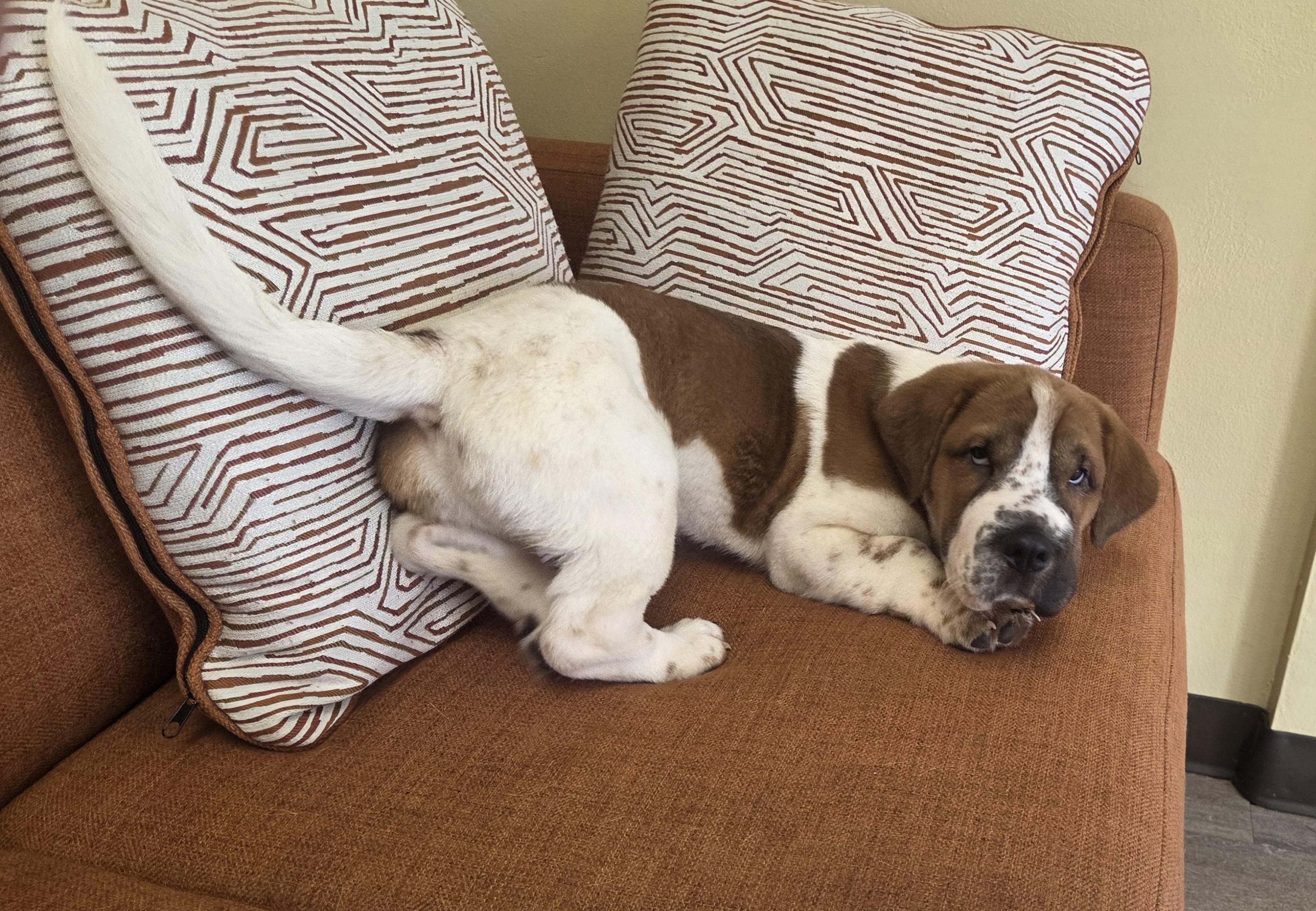 WALTER " WALT", adopted, Puppy Male Basset Hound & Shar-Pei.