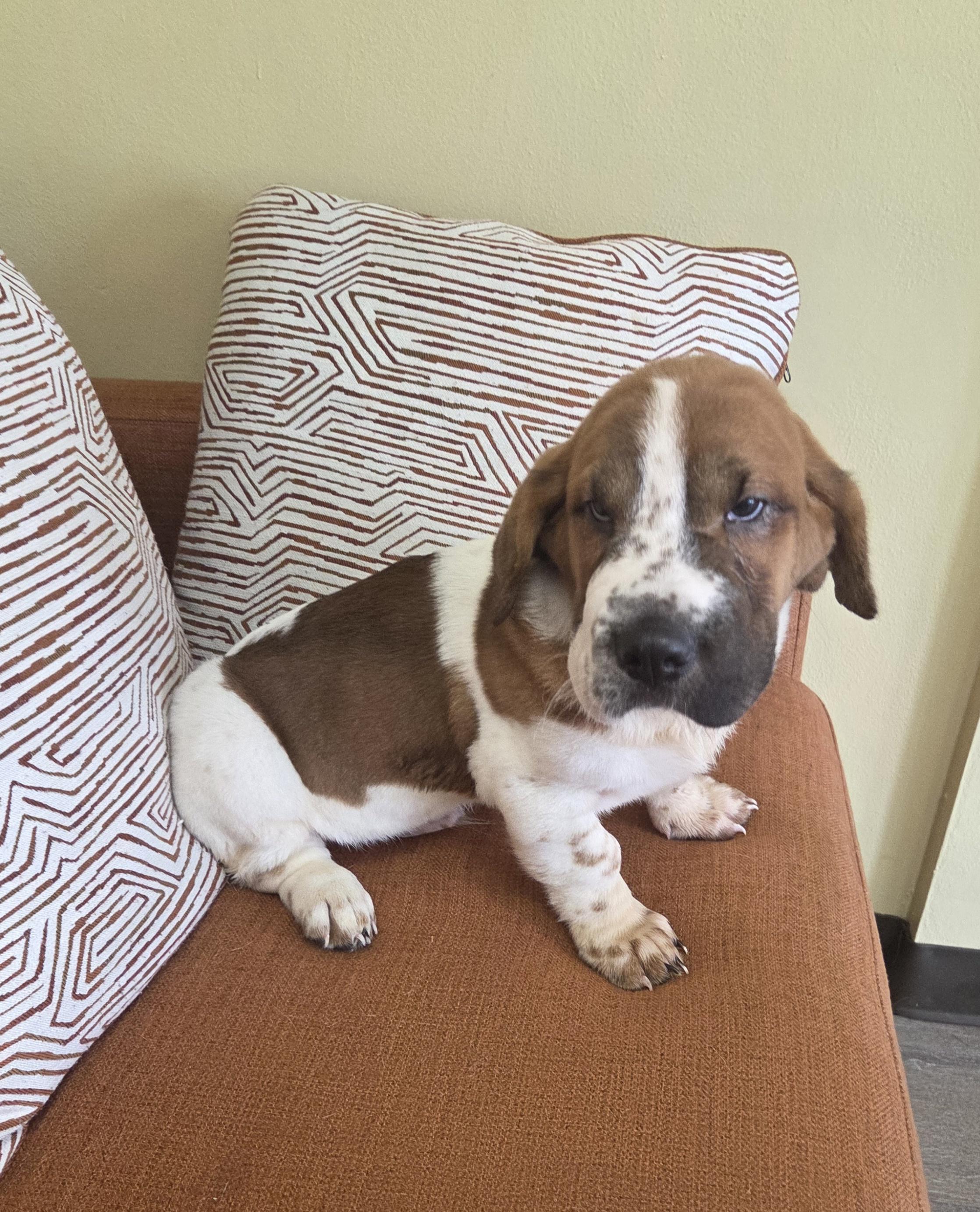WALTER " WALT", an adopted mixed breed in Woodsfield, OH image 5/5