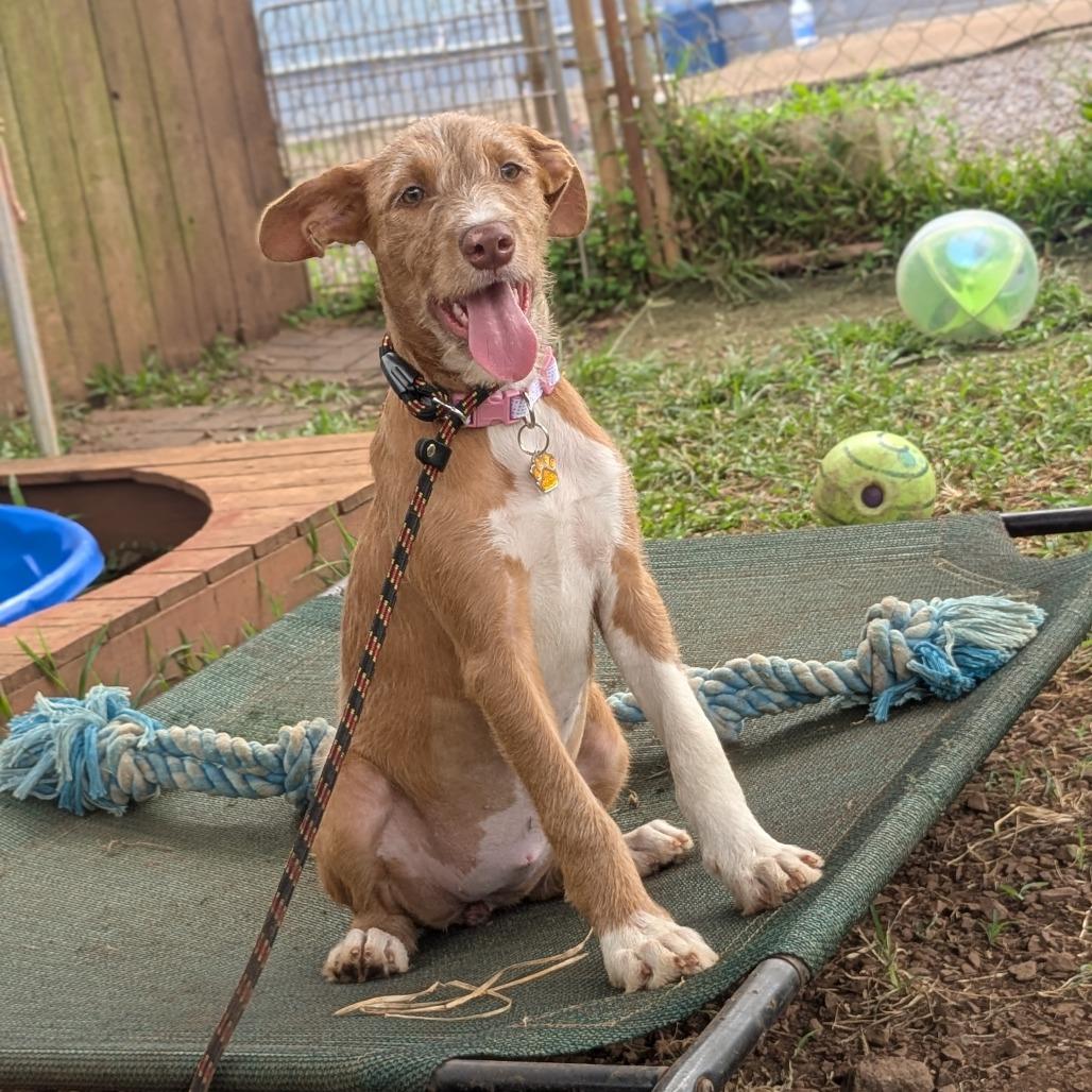 Enlarge Princess Bubblegum, a Adoptable Wirehaired Terrier in Wahiawa, HI image 1/4