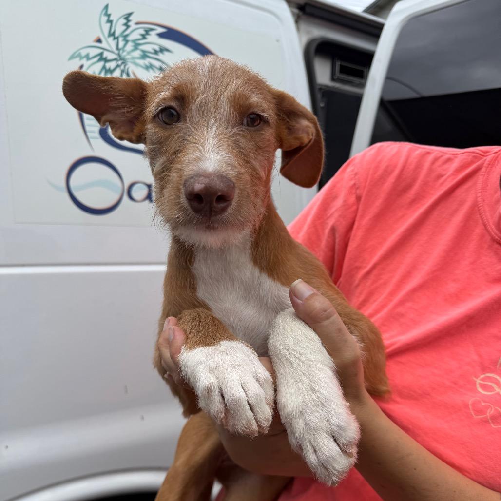 Enlarge Princess Bubblegum, a Adoptable Wirehaired Terrier in Wahiawa, HI image 2/4
