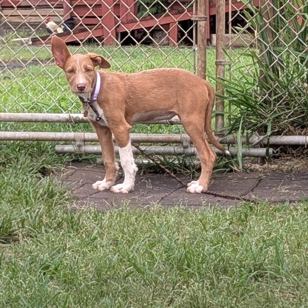 Enlarge Princess Bubblegum, a Adoptable Wirehaired Terrier in Wahiawa, HI image 3/4