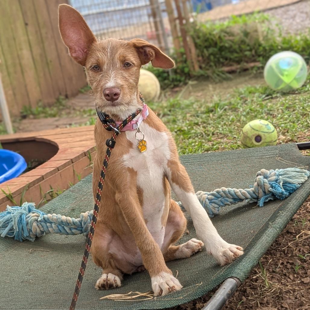 Enlarge Princess Bubblegum, a Adoptable Wirehaired Terrier in Wahiawa, HI image 4/4