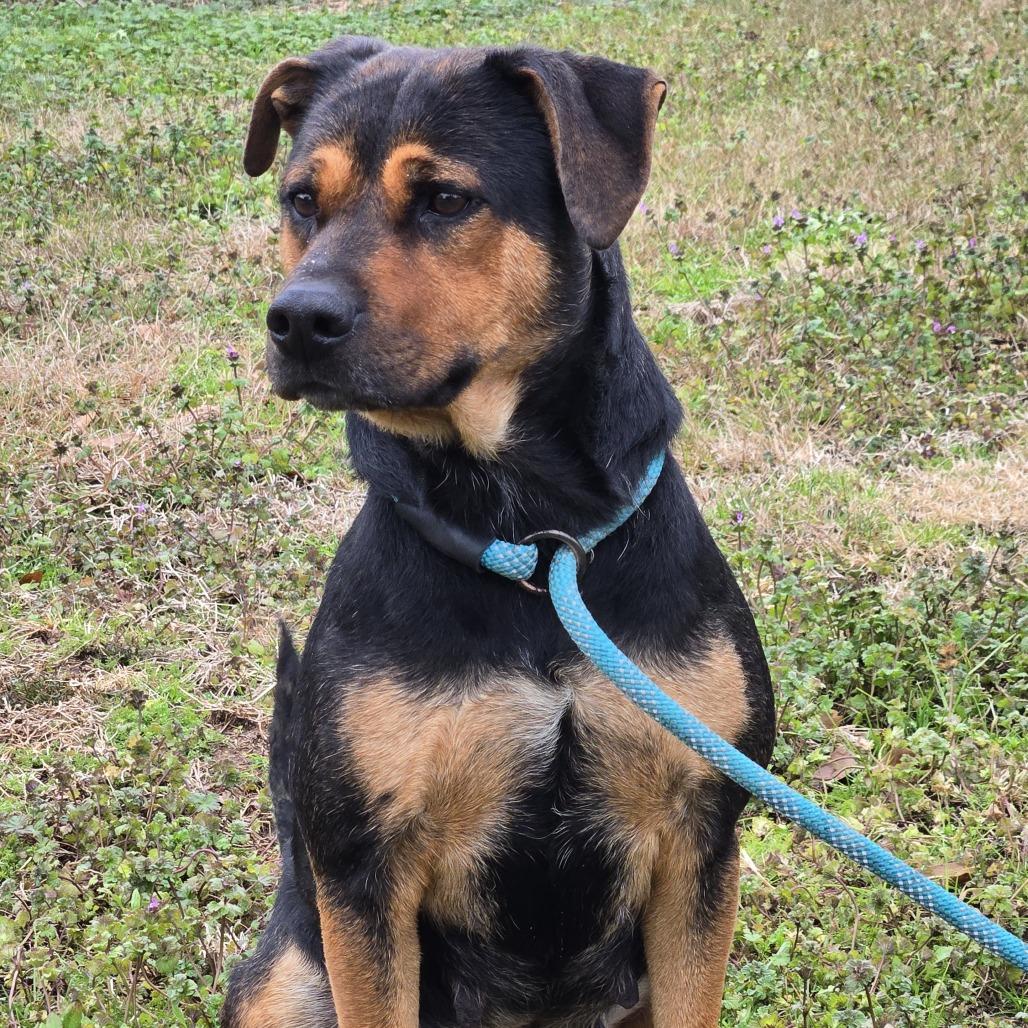 Cocoa, Adoptable, Adult Female Rottweiler & Mixed Breed.