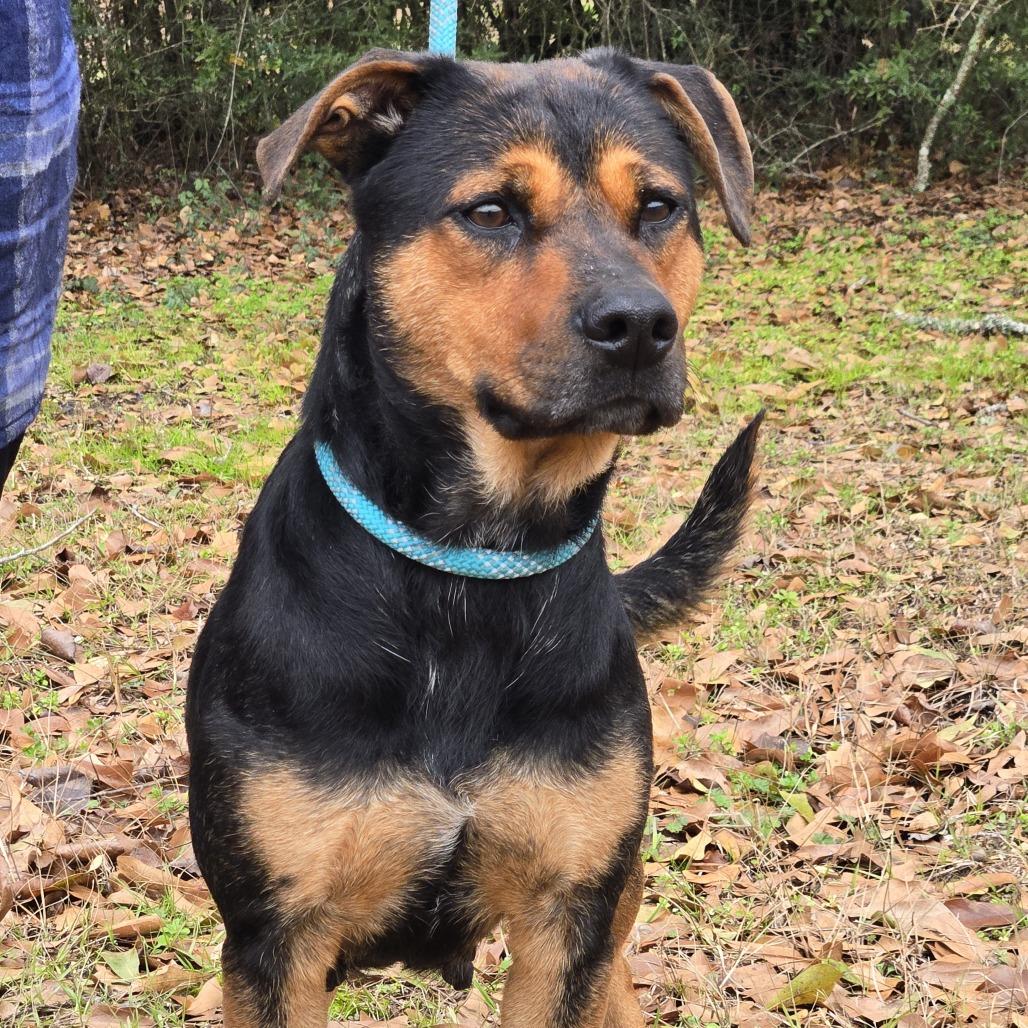 Cocoa, a Adoptable mixed breed in Tylertown, MS image 2/4