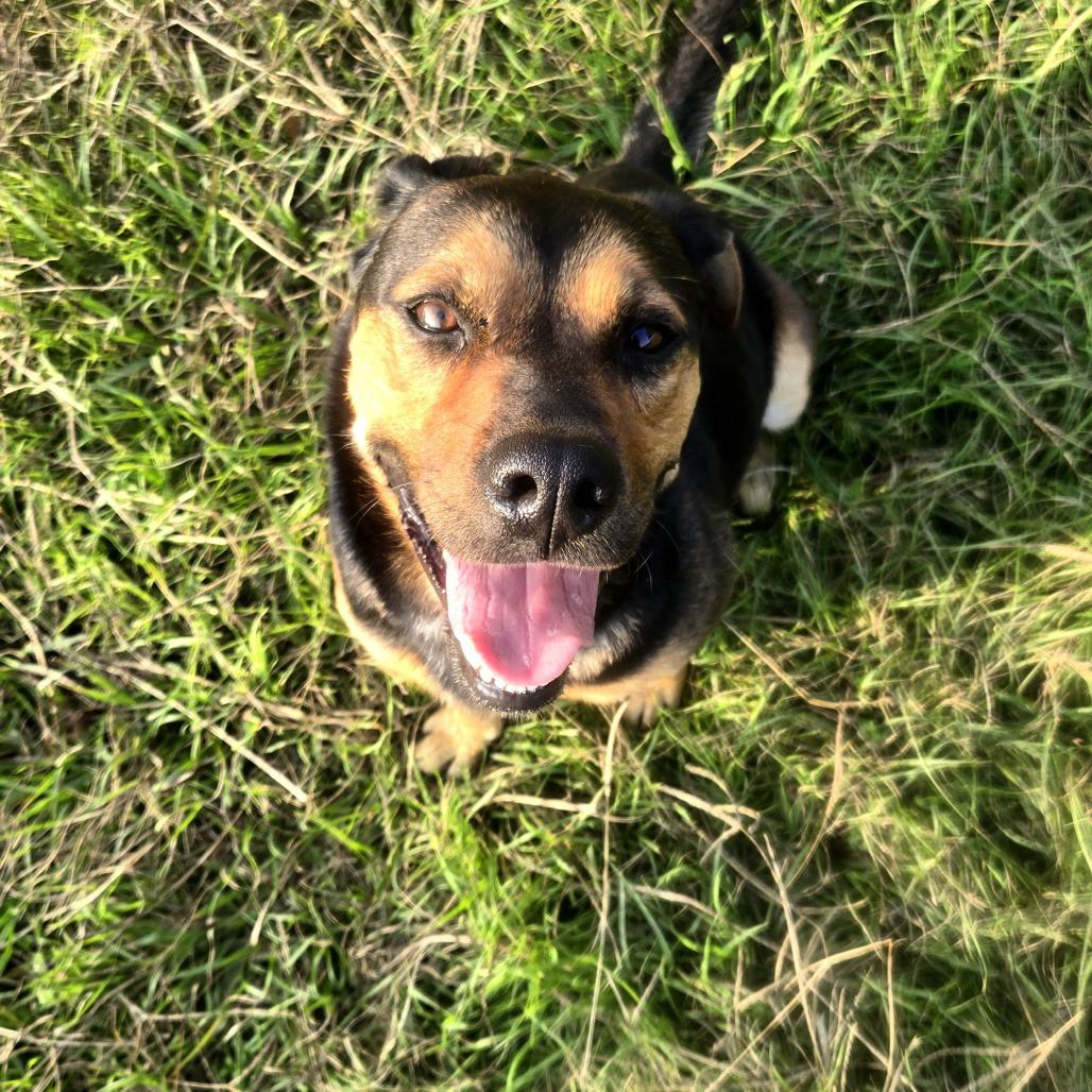 Cocoa, a Adoptable mixed breed in Tylertown, MS image 3/4