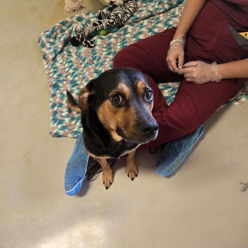 Cocoa, a Adoptable mixed breed in Tylertown, MS image 4/4