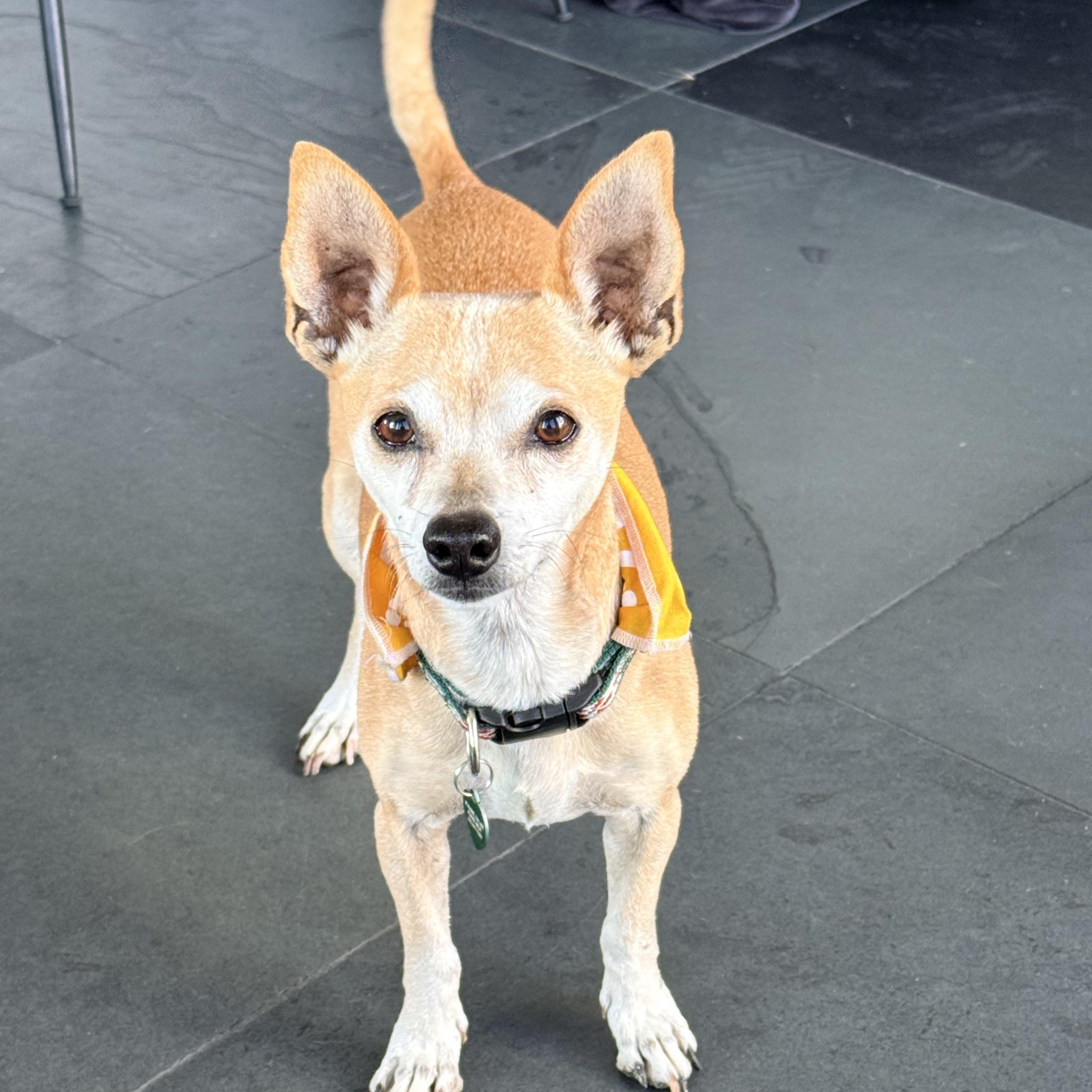 LUNA, a ADOPTABLE mixed breed in los angeles, CA image 4/6