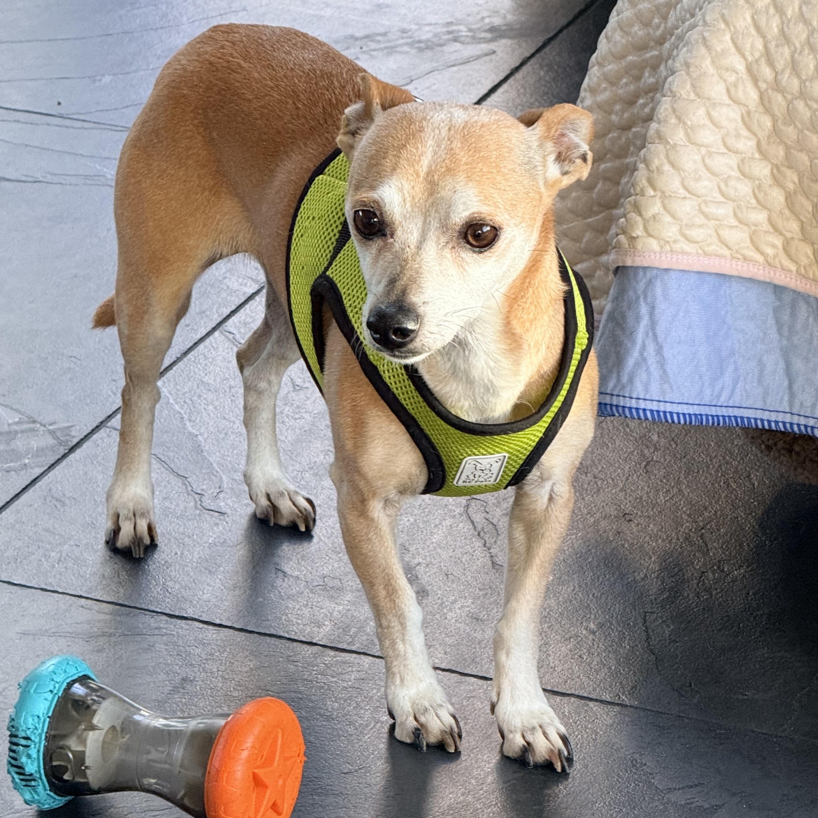 LUNA, a ADOPTABLE mixed breed in los angeles, CA image 3/6