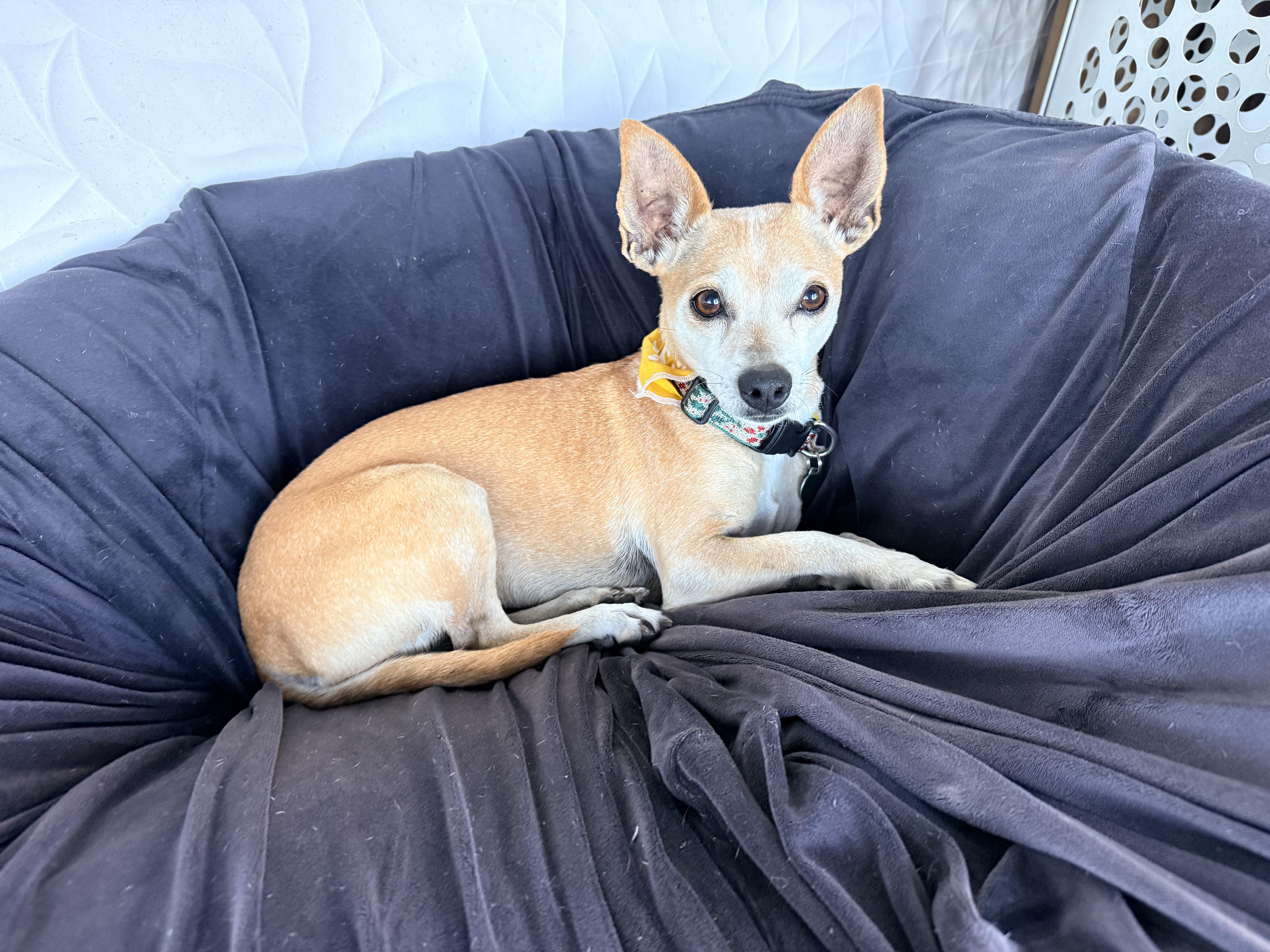 LUNA, ADOPTABLE, Adult Female Dachshund & Chihuahua.