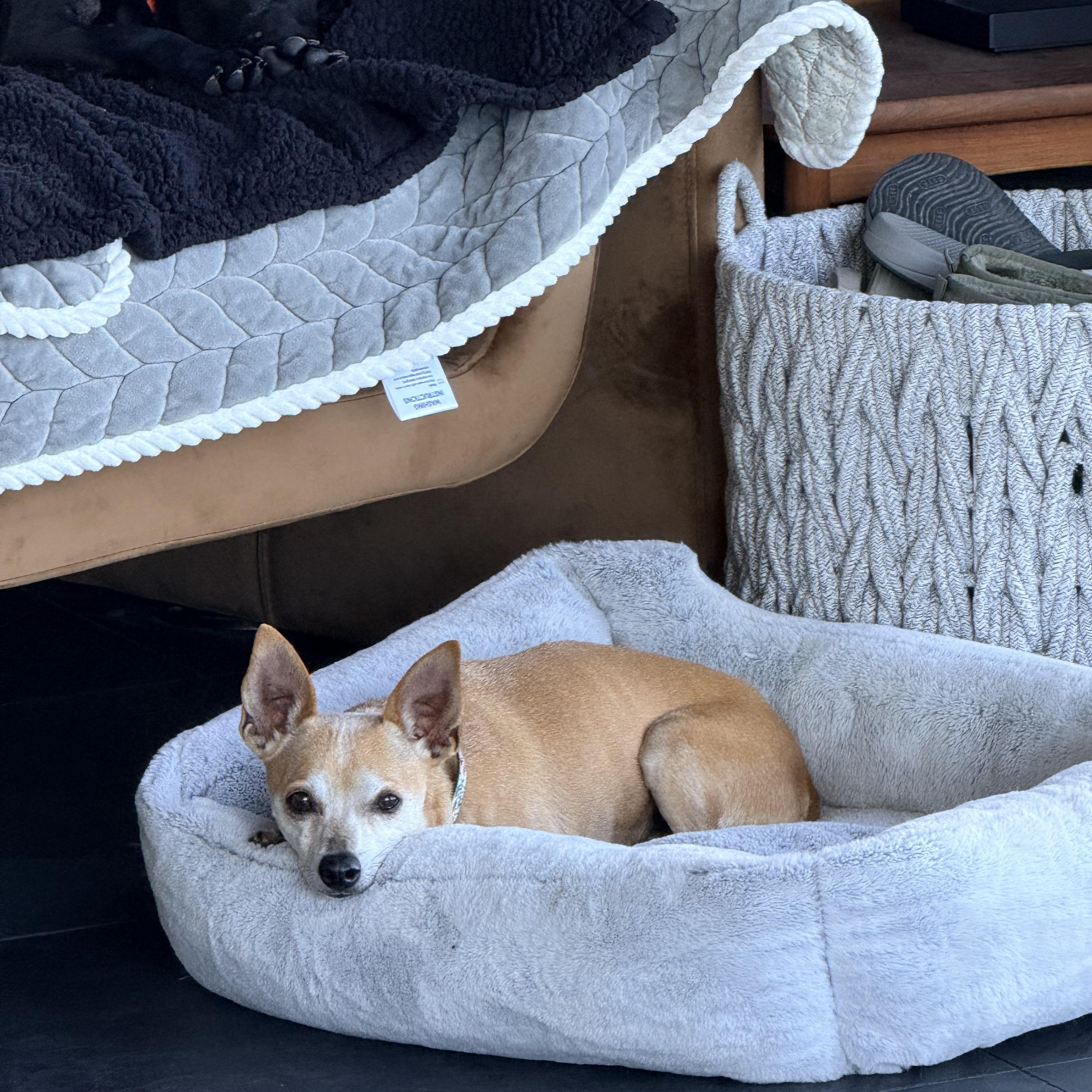 LUNA, a ADOPTABLE mixed breed in los angeles, CA image 4/6