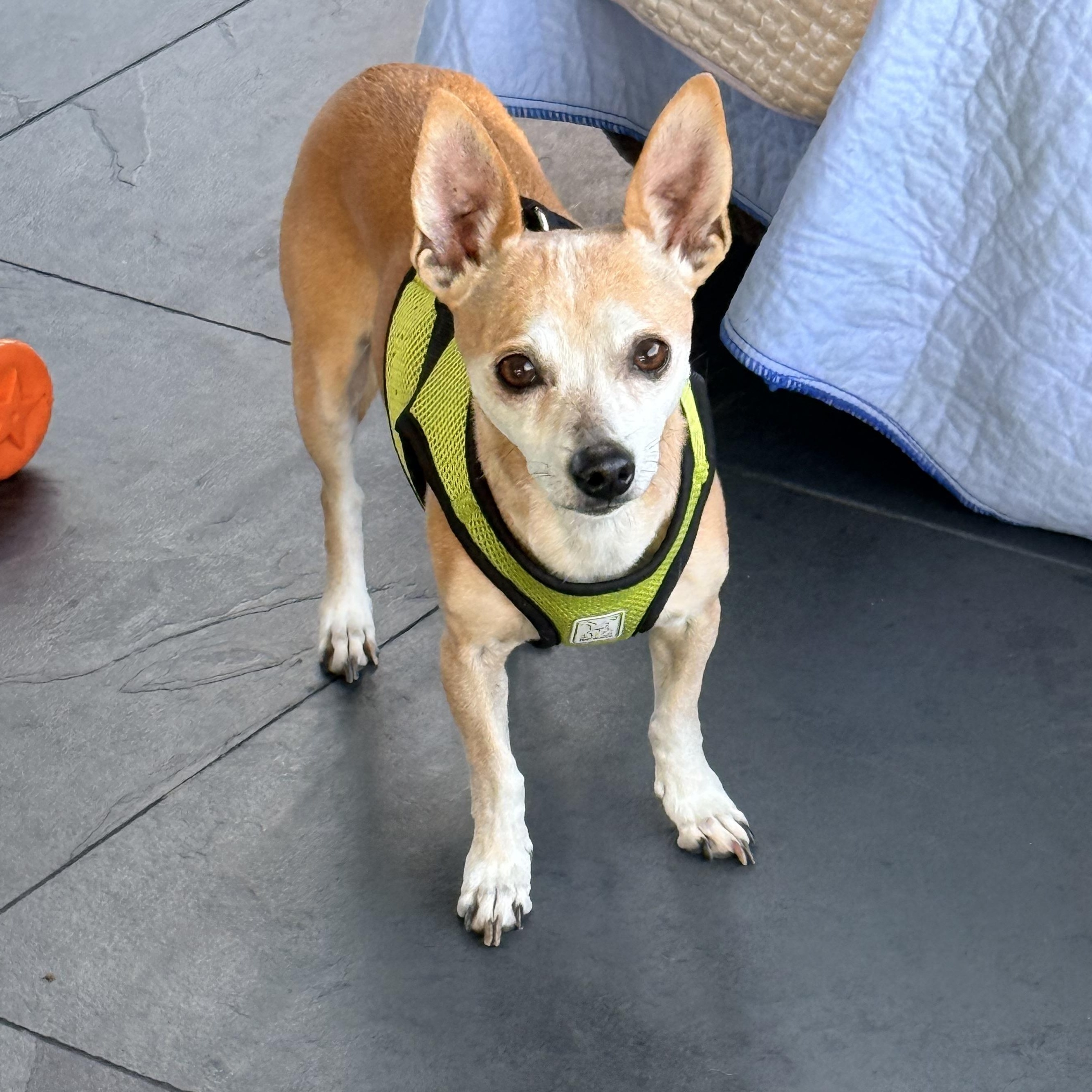 LUNA, a ADOPTABLE mixed breed in los angeles, CA image 2/6