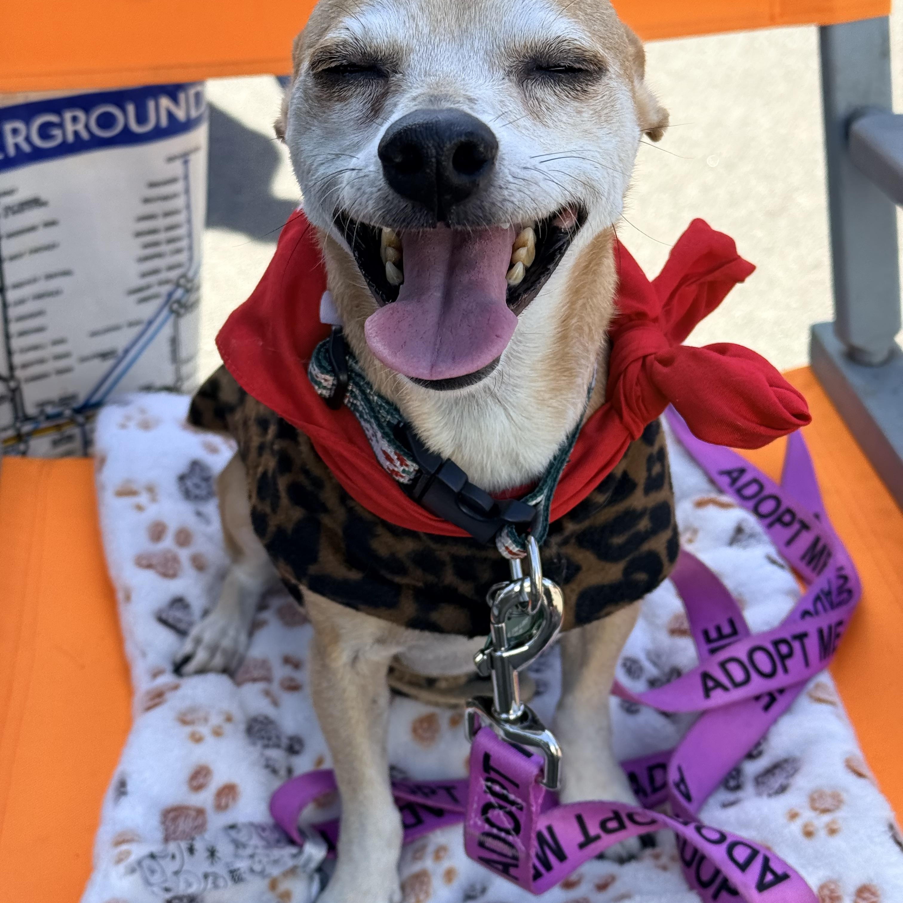 LUNA, a ADOPTABLE mixed breed in los angeles, CA image 5/6