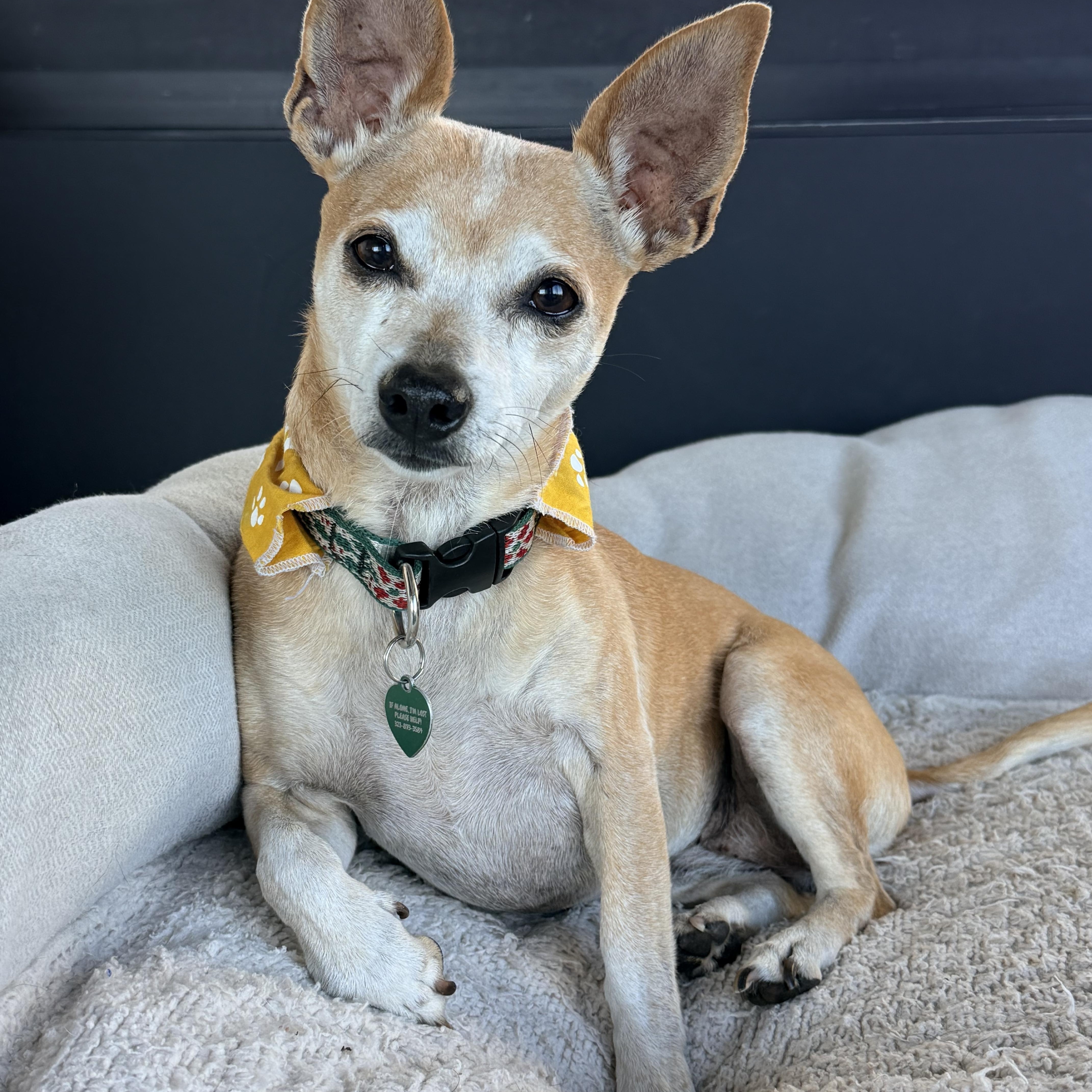 LUNA, ADOPTABLE, Adult Female Dachshund & Chihuahua.