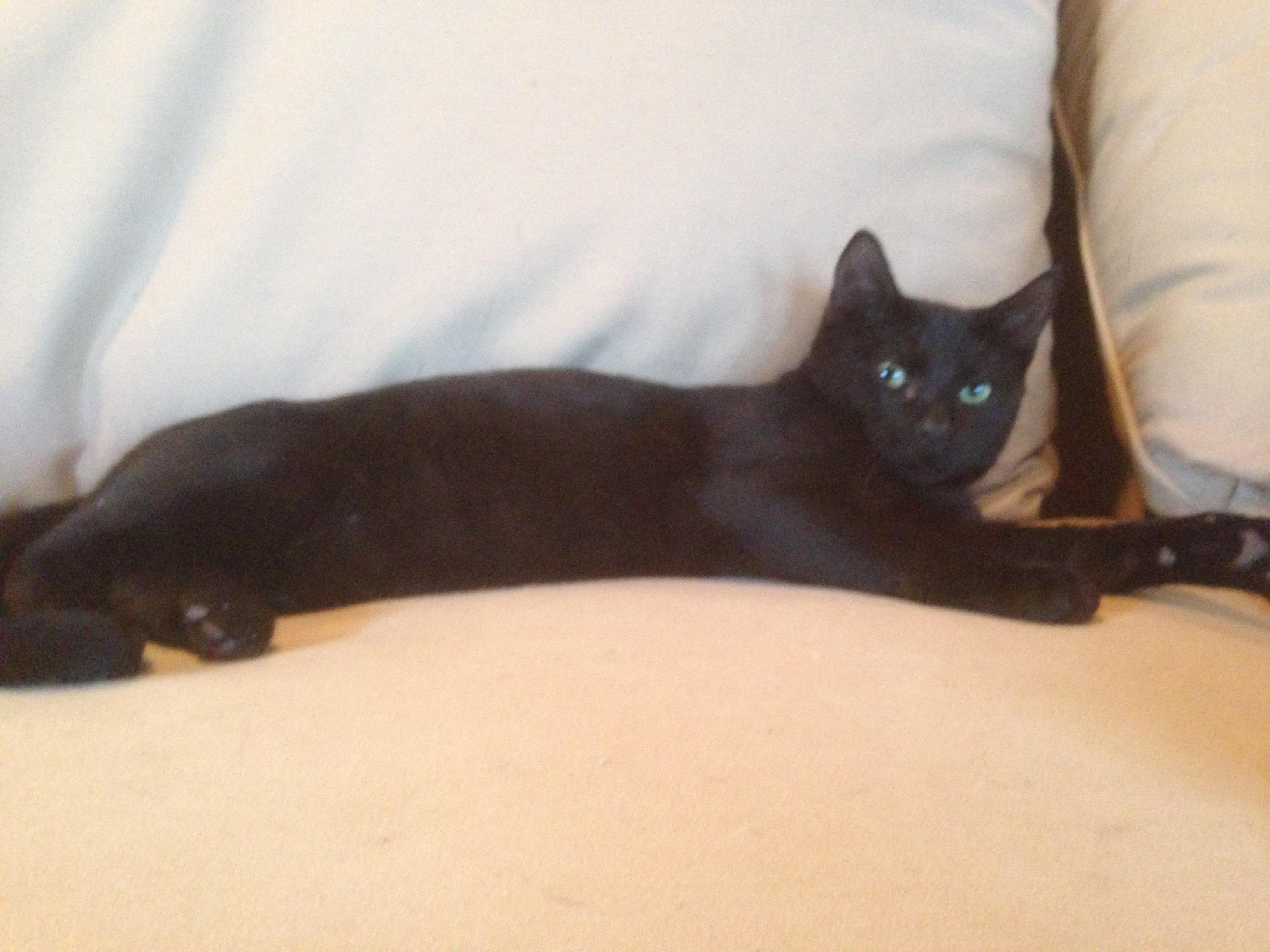 Mason, a Adoptable Domestic Short Hair image 1/6