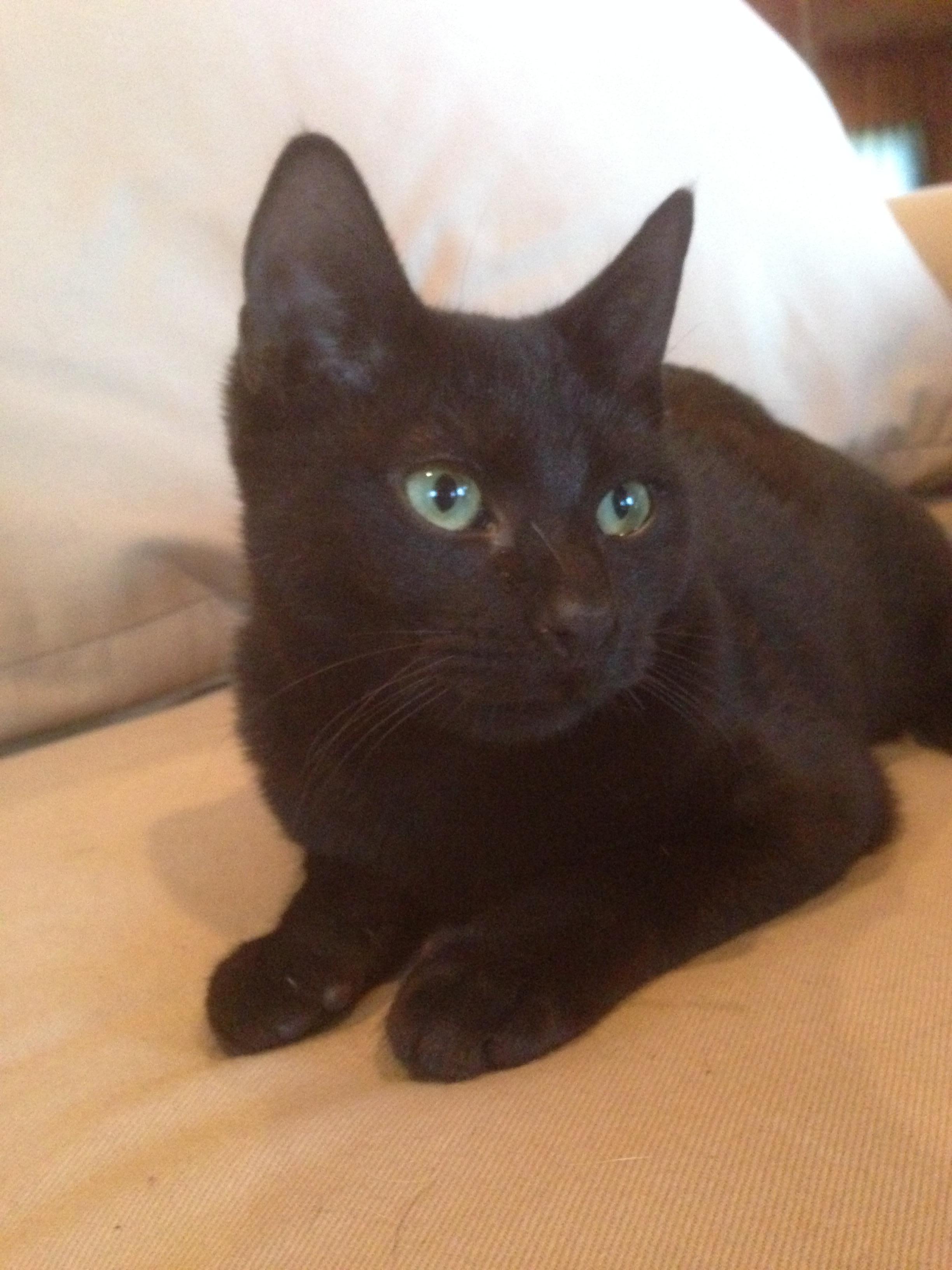 Mason, a Adoptable Domestic Short Hair image 2/6