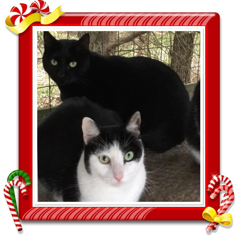 Mason, a Adoptable Domestic Short Hair image 3/6