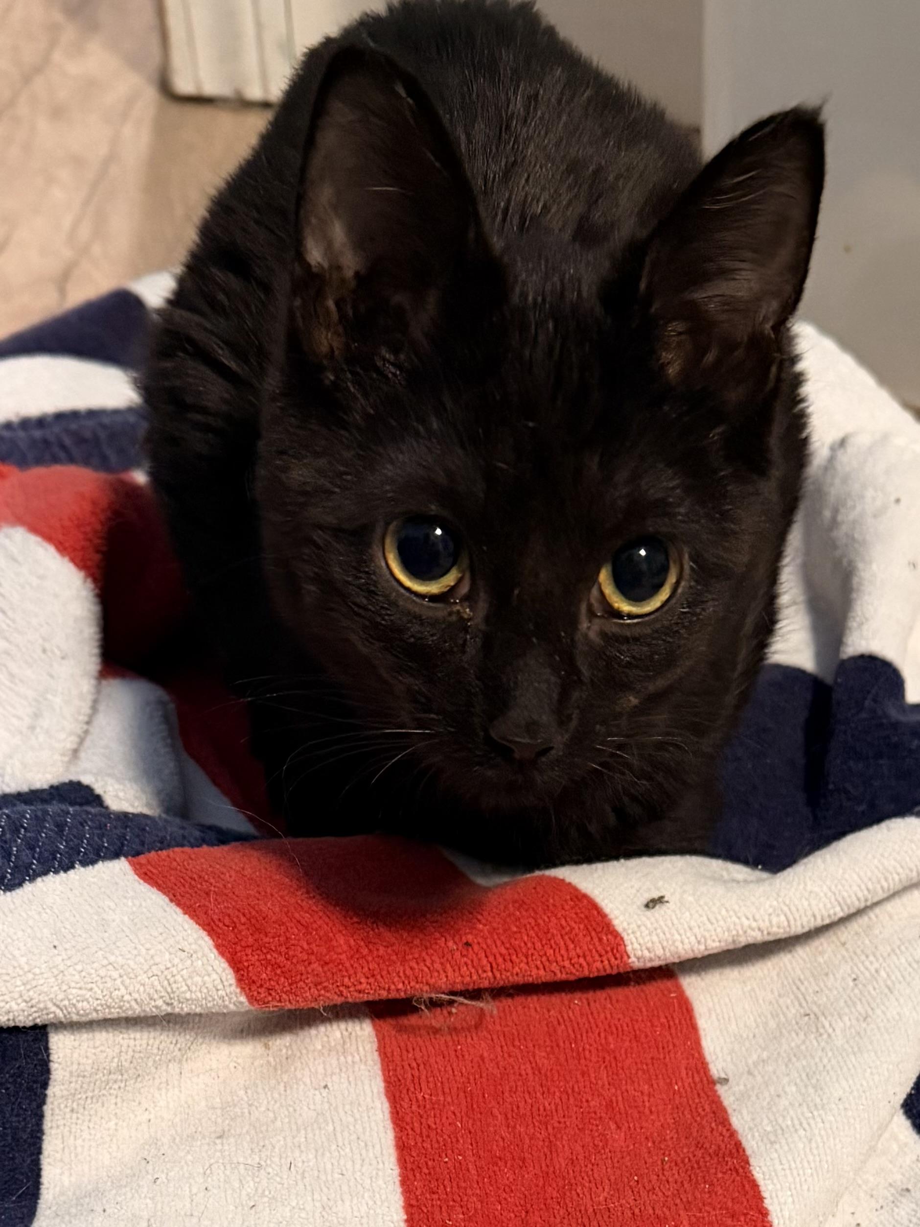 Enlarge Hampton, a ADOPTABLE Domestic Short Hair in Mears, MI image 1/3