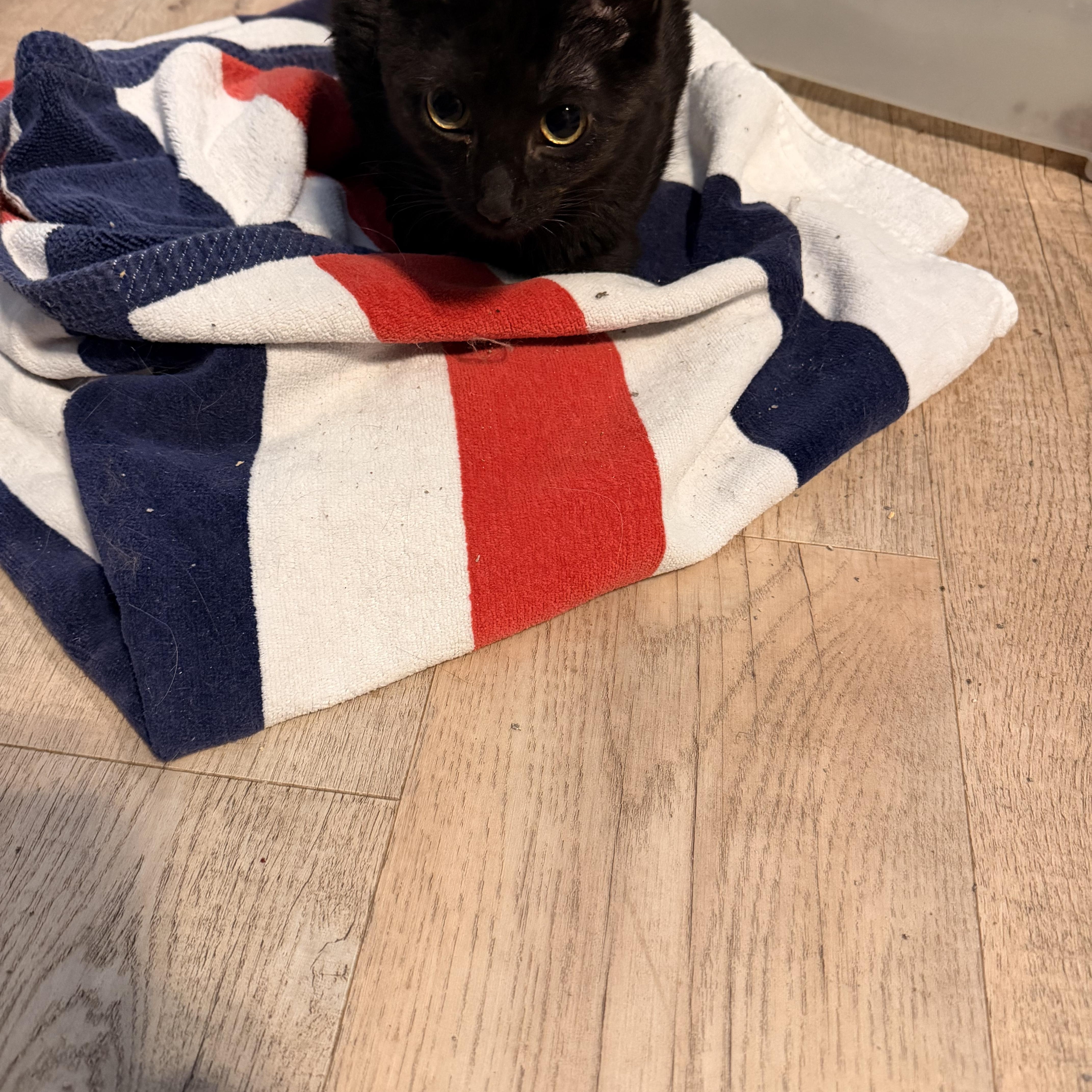 Enlarge Hampton, a ADOPTABLE Domestic Short Hair in Mears, MI image 2/3