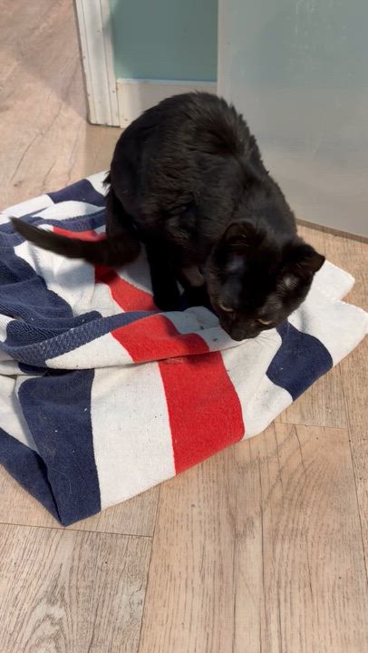 Enlarge Hampton, a ADOPTABLE Domestic Short Hair in Mears, MI video 3/3