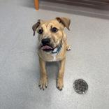 Enlarge Leo, a ADOPTABLE Mixed Breed in Hilliard, OH image 3/4