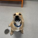 Enlarge Leo, a ADOPTABLE Mixed Breed in Hilliard, OH image 4/4