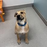 Enlarge Leo, a ADOPTABLE Mixed Breed in Hilliard, OH image 2/4
