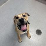 Enlarge Leo, a ADOPTABLE Mixed Breed in Hilliard, OH image 1/4