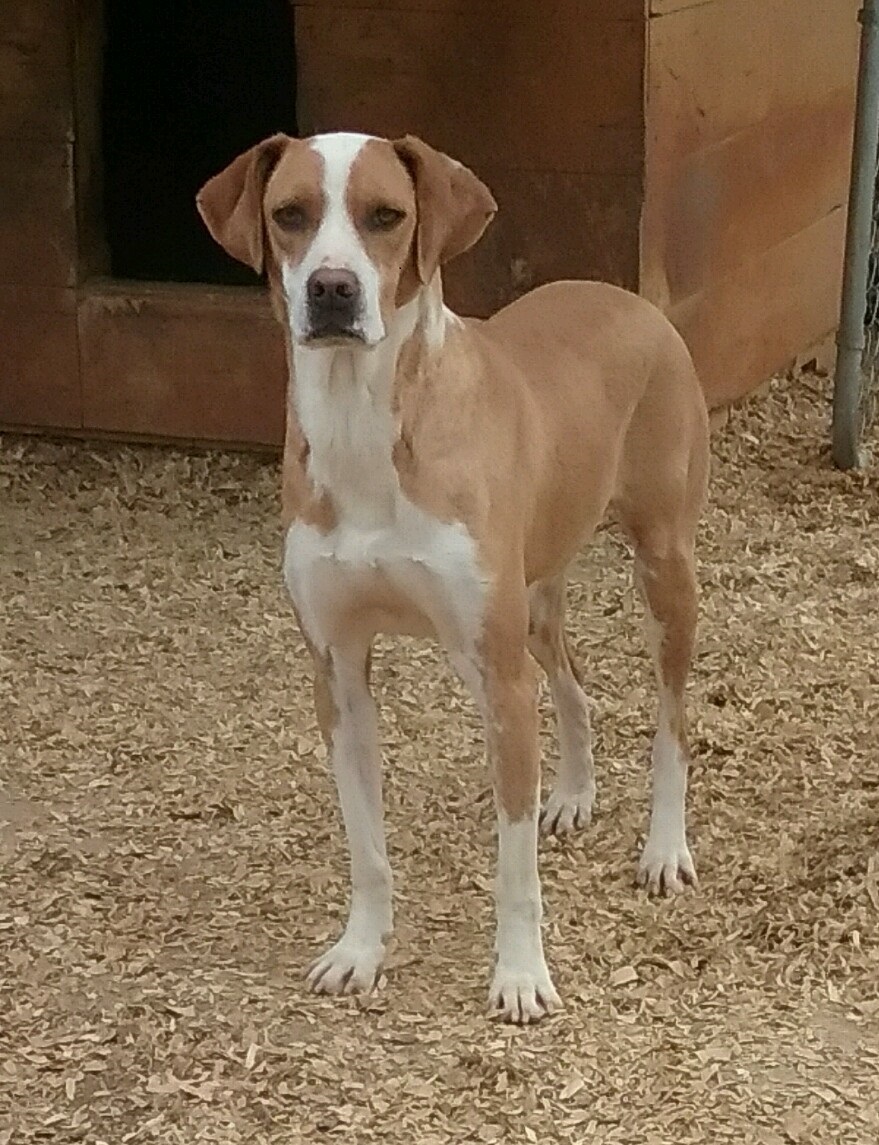 Enlarge Tawny, a Adoptable mixed breed image 1/2