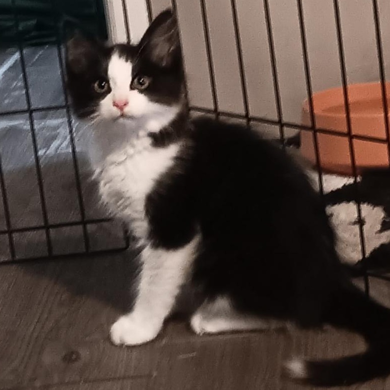 Teeny, a ADOPTABLE Domestic Medium Hair in Gastonia, NC image 2/3