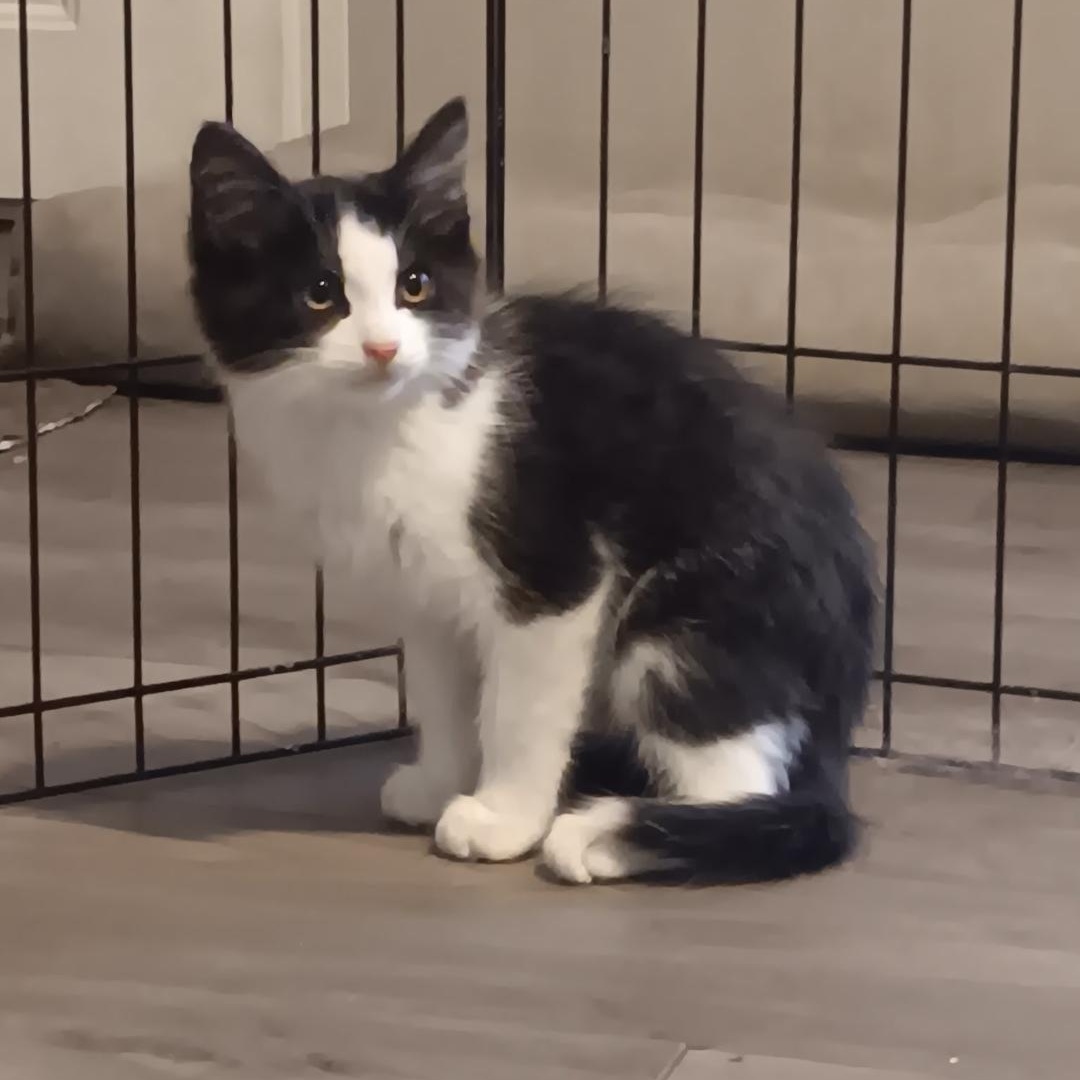 Teeny, ADOPTABLE, Kitten Male Domestic Medium Hair.